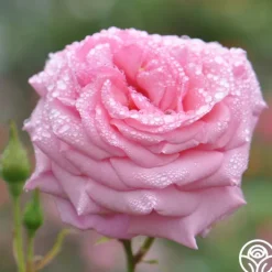 Aloha><noscript><img width=