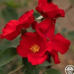 Altissimo®><noscript><img width=