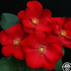 Altissimo®><noscript><img width=