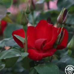 Altissimo®><noscript><img width=