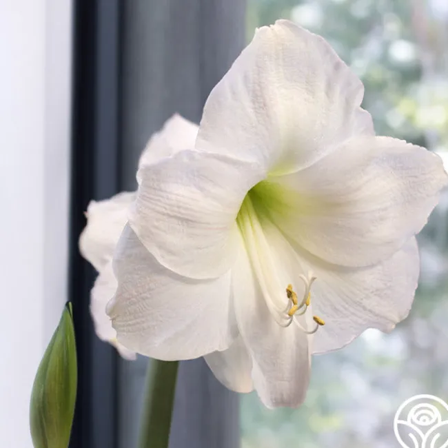 Amaryllis Bulbs>Heirloom Roses New