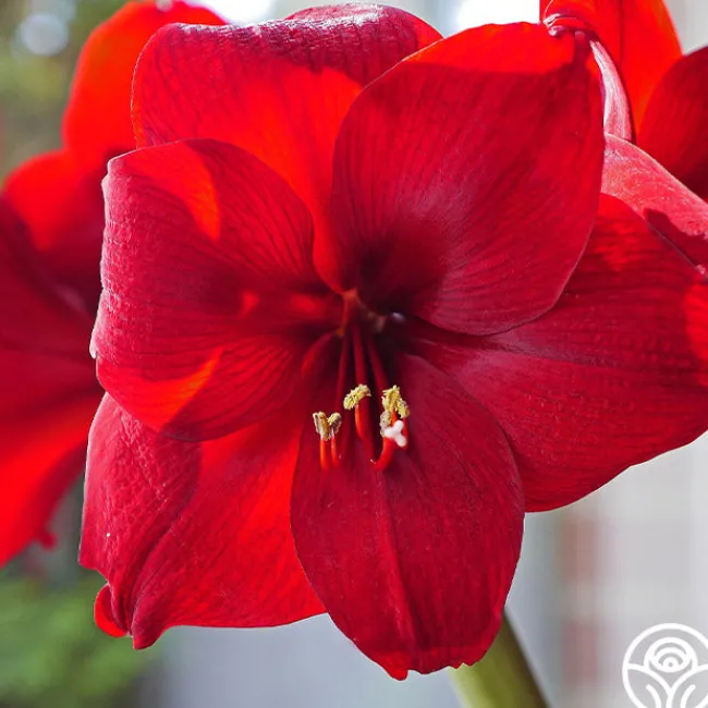Amaryllis Bulbs>Heirloom Roses New