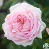 Amazing Grace™>Heirloom Roses Sale