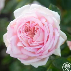 Amazing Grace™>Heirloom Roses Sale