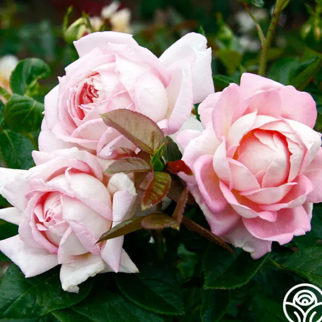 Amazing Grace™>Heirloom Roses Sale