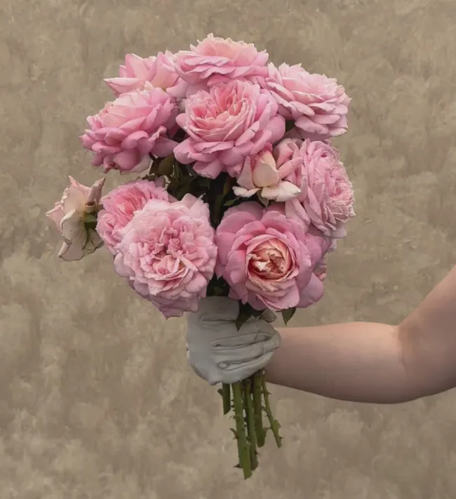 Amazing Grace™>Heirloom Roses Sale