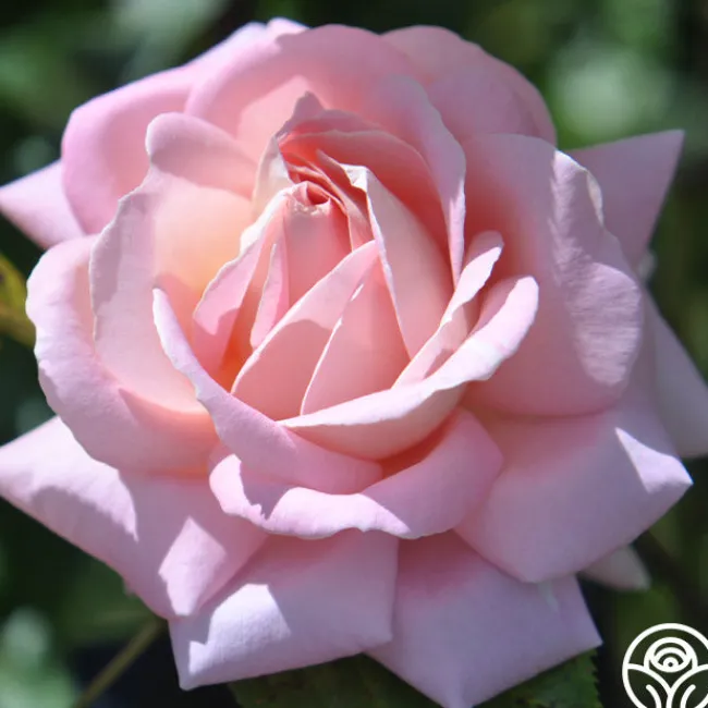 Amazing Grace™>Heirloom Roses Sale