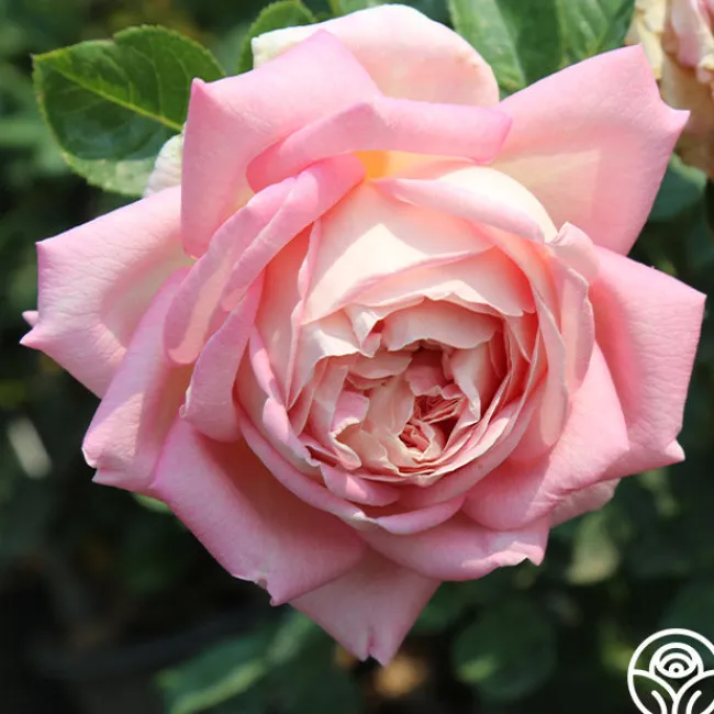 Amazing Grace™>Heirloom Roses Sale