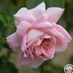 Amazing Grace™><noscript><img width=