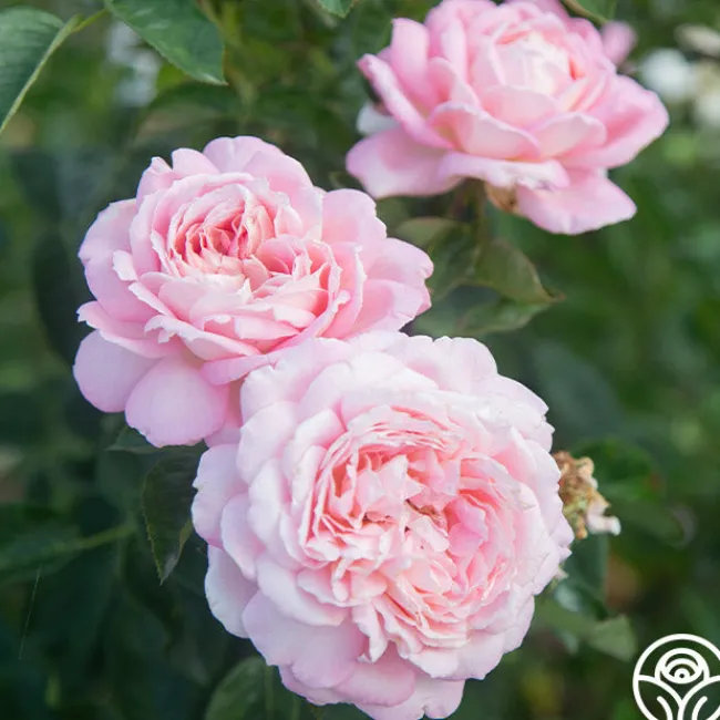 Amazing Grace™>Heirloom Roses Sale