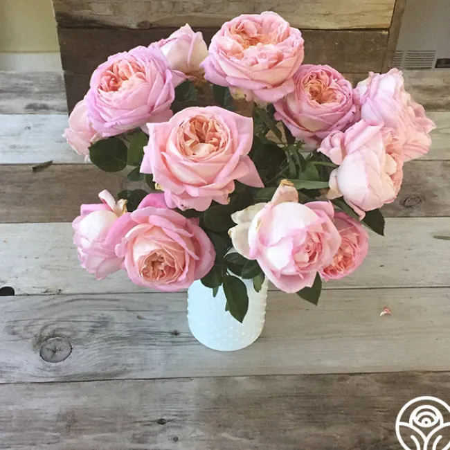 Amazing Grace™>Heirloom Roses Sale