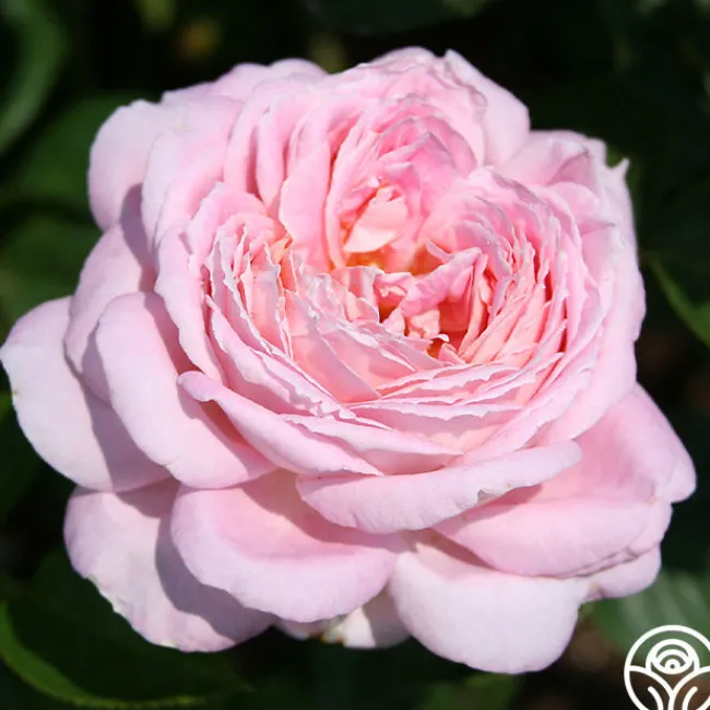 Amazing Grace™>Heirloom Roses Sale