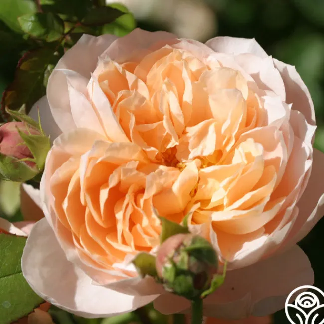 Ambridge Rose®>Heirloom Roses Clearance