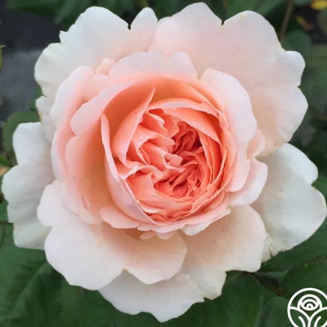 Ambridge Rose®>Heirloom Roses Clearance