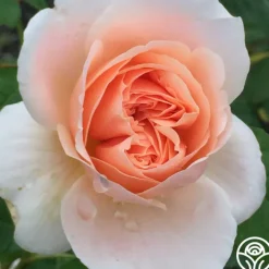 Ambridge Rose®><noscript><img width=