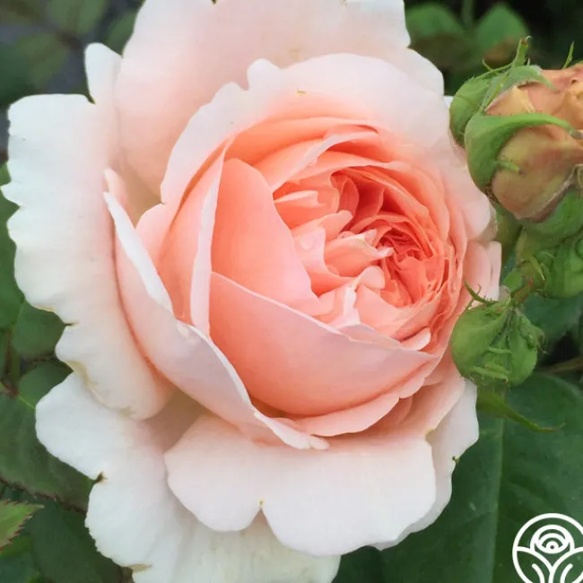 Ambridge Rose®>Heirloom Roses Clearance
