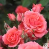 America™>Heirloom Roses Online