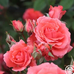 America™>Heirloom Roses Online