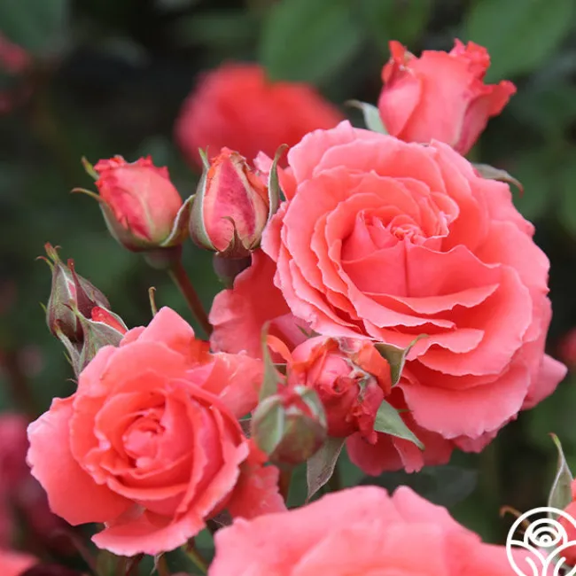 America™>Heirloom Roses Online