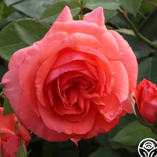 America™>Heirloom Roses Online