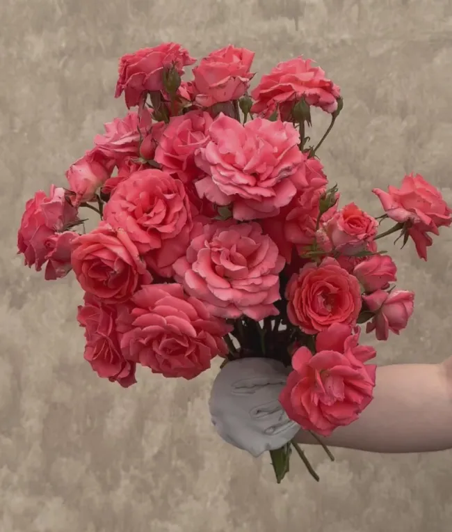 America™>Heirloom Roses Online
