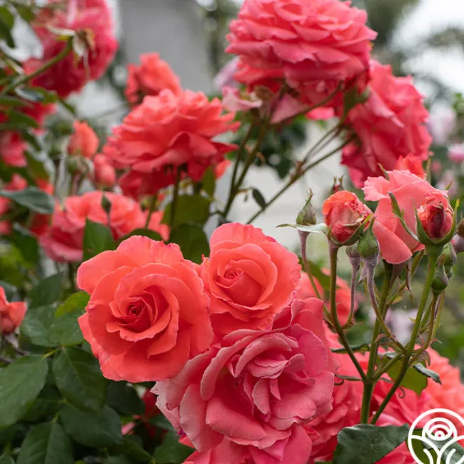 America™>Heirloom Roses Online