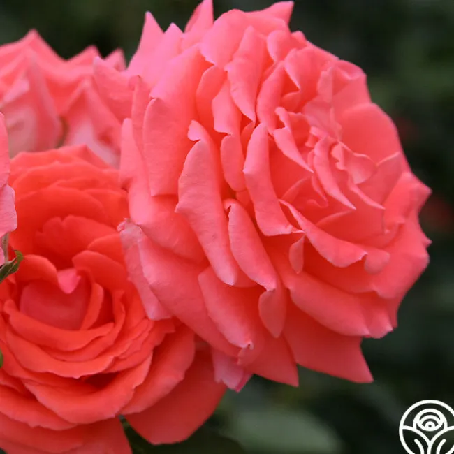 America™>Heirloom Roses Online
