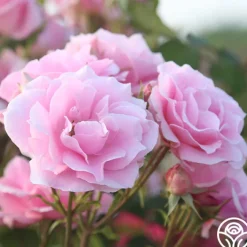 Amiga Mia>Heirloom Roses Sale