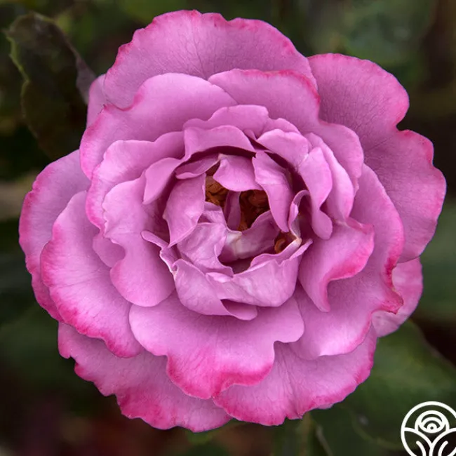 Angel Face>Heirloom Roses Discount