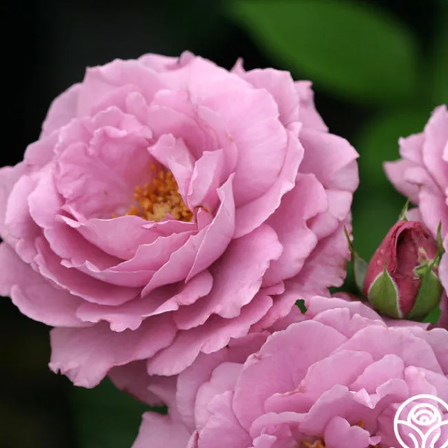 Angel Face>Heirloom Roses Discount