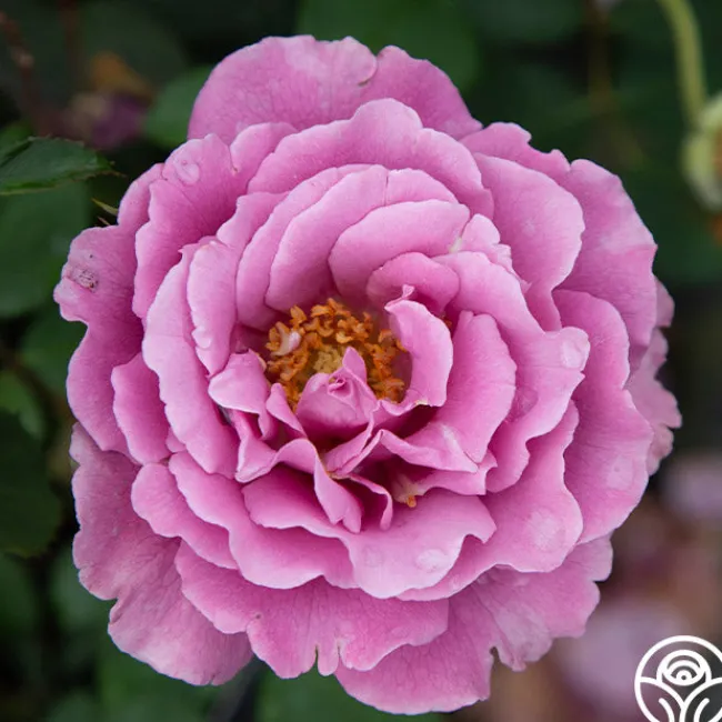 Angel Face>Heirloom Roses Discount