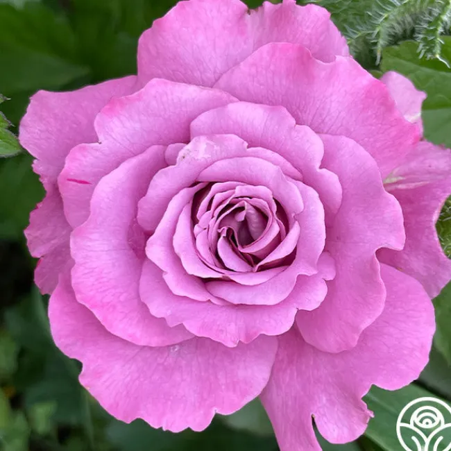 Angel Face>Heirloom Roses Discount