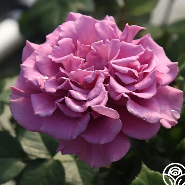Angel Face>Heirloom Roses Discount