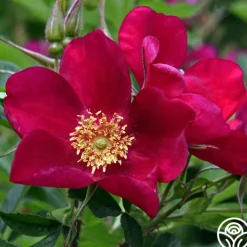 Ann Endt>Heirloom Roses