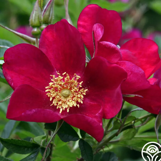 Ann Endt>Heirloom Roses