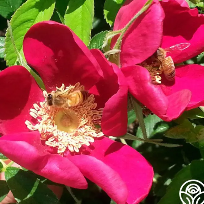 Ann Endt>Heirloom Roses