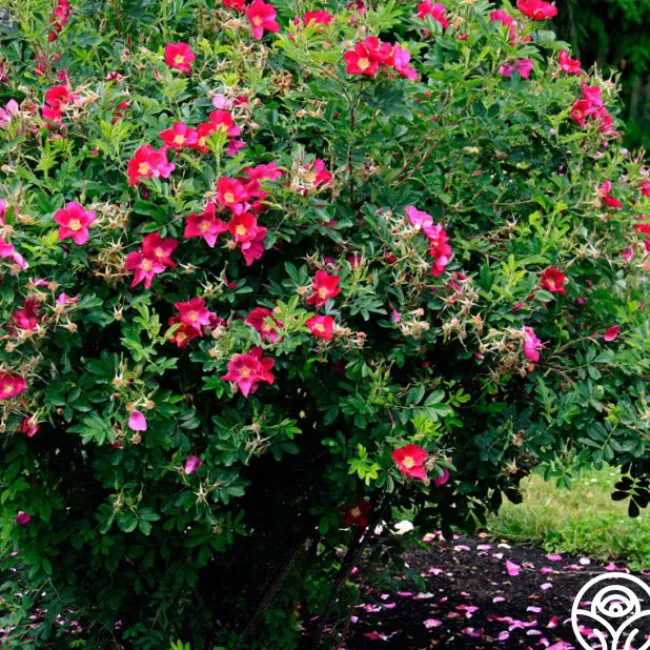 Ann Endt>Heirloom Roses