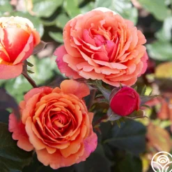 Anna's Promise>Heirloom Roses Hot