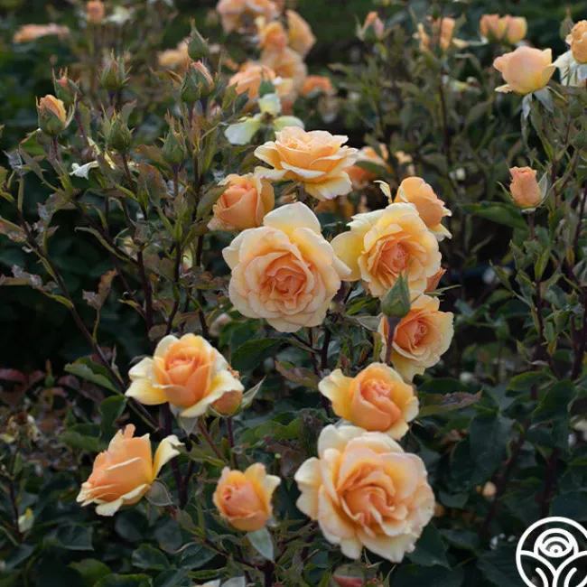 Anne Harkness®>Heirloom Roses New