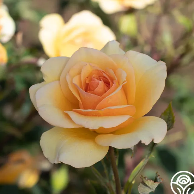 Anne Harkness®>Heirloom Roses New