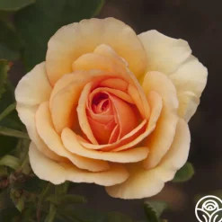 Anne Harkness®><noscript><img width=