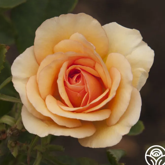 Anne Harkness®>Heirloom Roses New