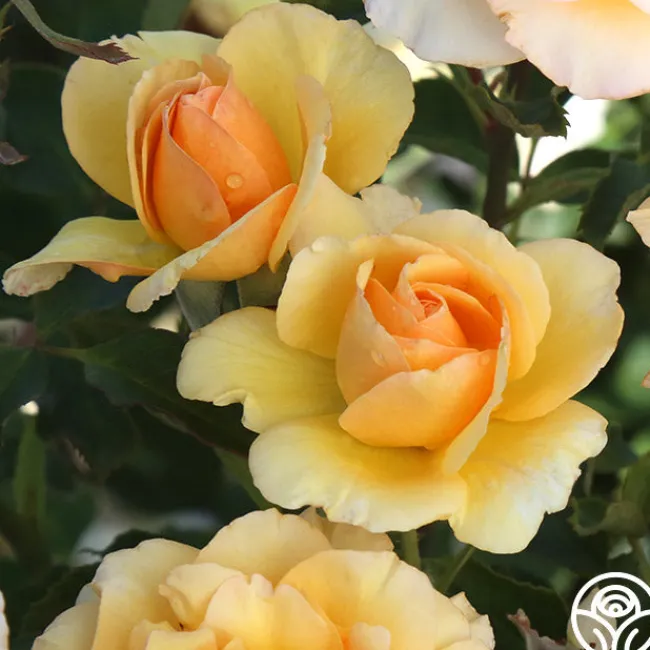 Anne Harkness®>Heirloom Roses New