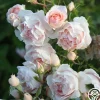 Anne Hathaway™>Heirloom Roses Clearance