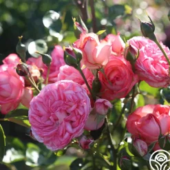 Antique><noscript><img width=