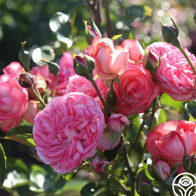 Antique>Heirloom Roses Best