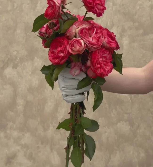 Antique>Heirloom Roses Best