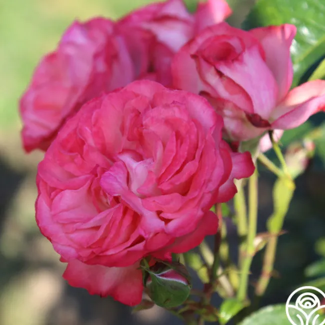 Antique>Heirloom Roses Best