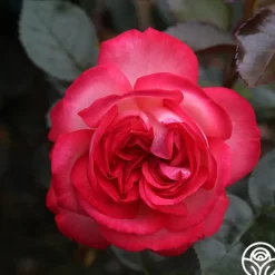Antique><noscript><img width=