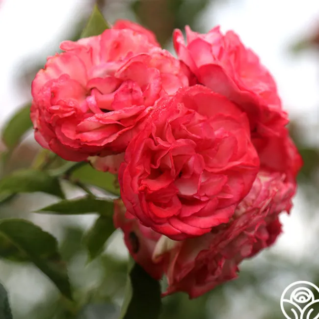 Antique>Heirloom Roses Best
